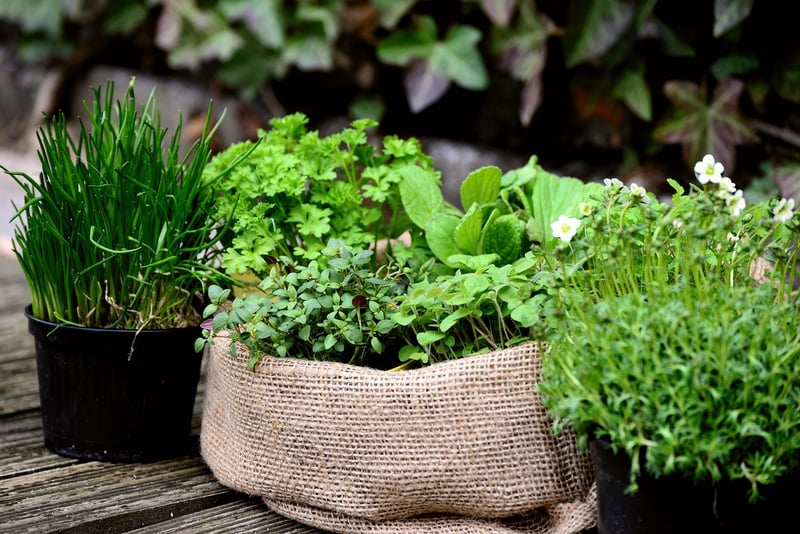 Ladder Herb Garden