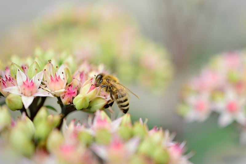 Sedum